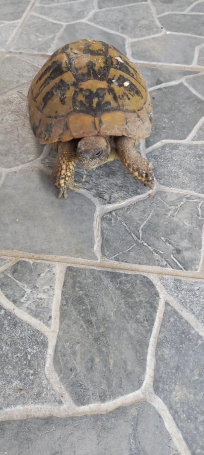 Willa Casa Claudiu Ieşelniţa Zewnętrze zdjęcie